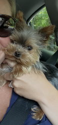 Lost Female Dog last seen Crittenden and Kessler, Indianapolis, IN 46220