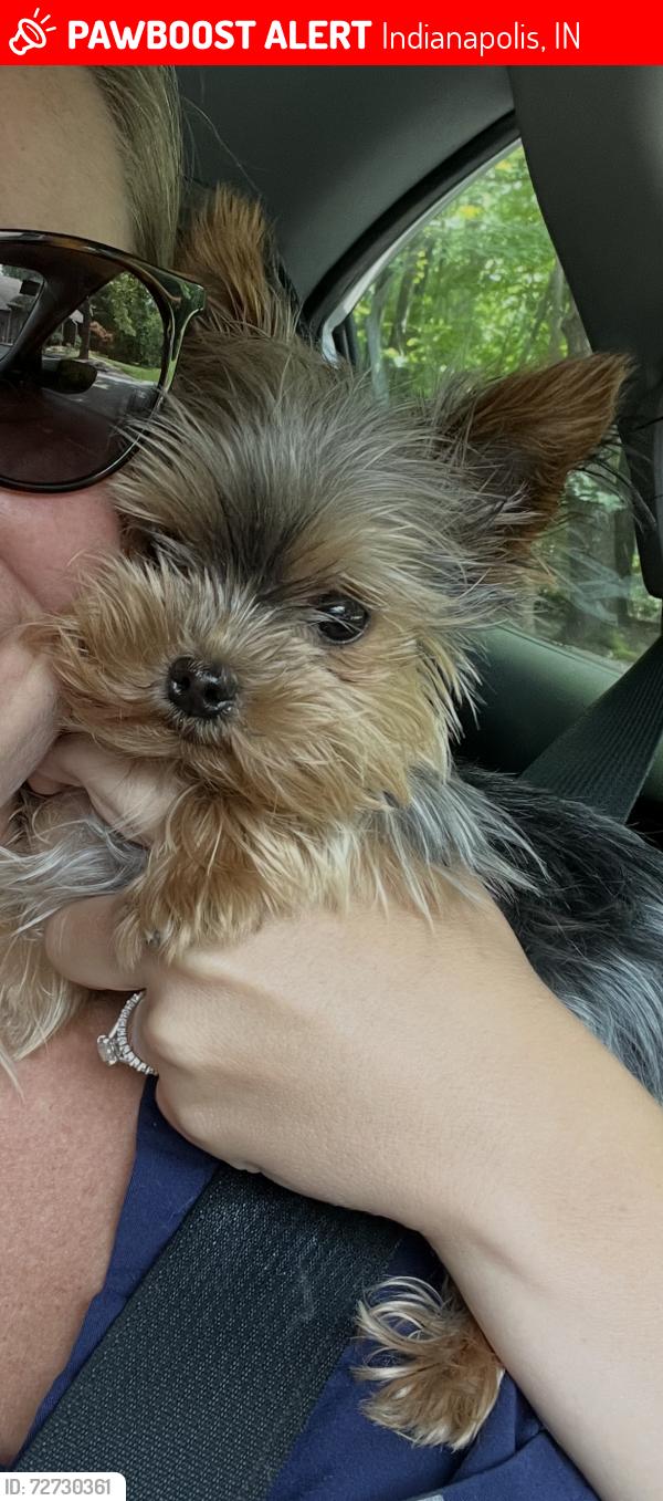 Lost Female Dog last seen Crittenden and Kessler, Indianapolis, IN 46220