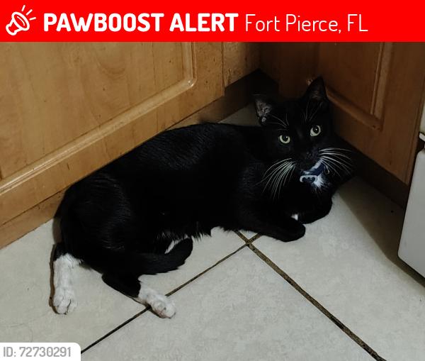 Lost Male Cat last seen S 14th Street Fort Pierce Florida , Fort Pierce, FL 34950