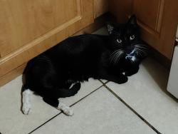 Lost Male Cat last seen S 14th Street Fort Pierce Florida , Fort Pierce, FL 34950