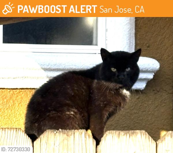 Found/Stray Unknown Cat last seen Monterey Highway, San Jose, CA 95112