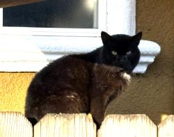 Found/Stray Unknown Cat last seen Monterey Highway, San Jose, CA 95112