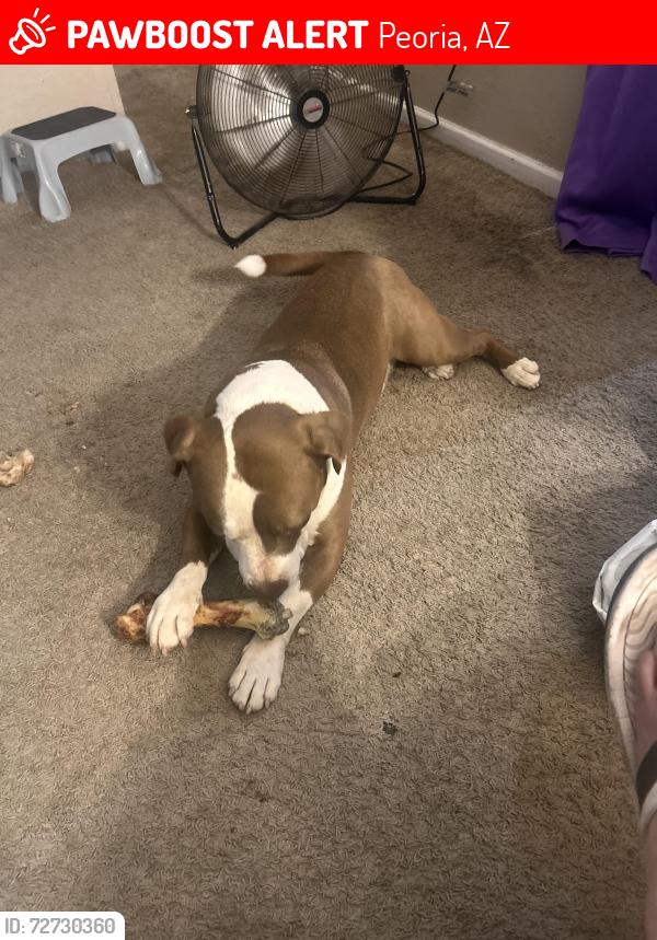Lost Male Dog last seen 75th ave and Peoria , Peoria, AZ 85345