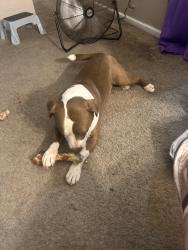 Lost Male Dog last seen 75th ave and Peoria , Peoria, AZ 85345