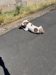 Found/Stray Female Dog last seen River bike fell next to khol elementary school, Stockton, CA 95207