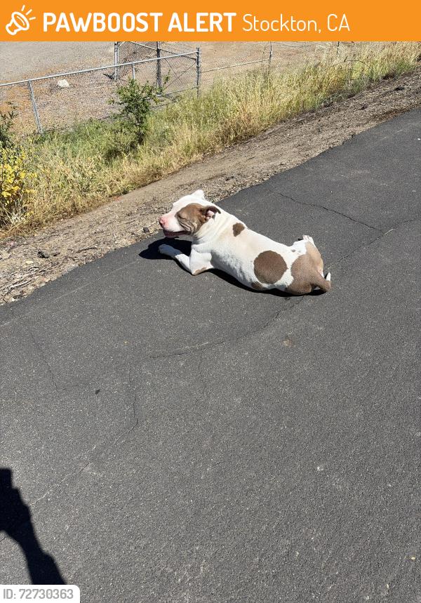 Found/Stray Female Dog last seen River bike fell next to khol elementary school, Stockton, CA 95207