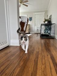 Found/Stray Female Cat last seen 15th and Jamestown , Tulsa, OK 74112