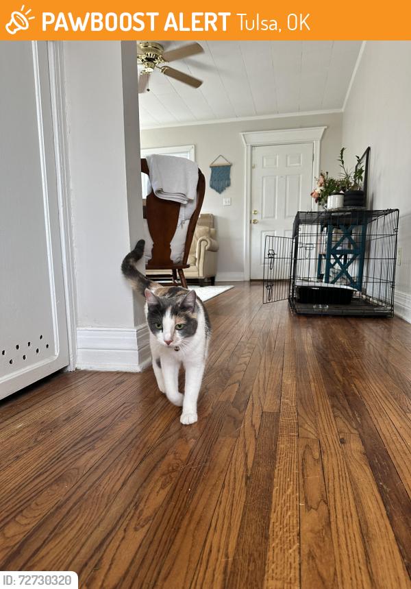 Found/Stray Female Cat last seen 15th and Jamestown , Tulsa, OK 74112