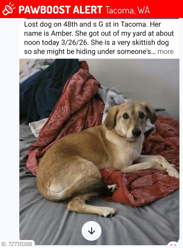Lost Female Dog last seen 63rd and tacoma, Tacoma, WA 98408