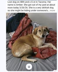 Lost Female Dog last seen 63rd and tacoma, Tacoma, WA 98408