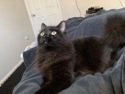 Lost Female Cat last seen Near e Kaibab vista, Tucson, AZ 85713