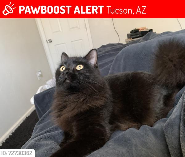 Lost Female Cat last seen Near e Kaibab vista, Tucson, AZ 85713