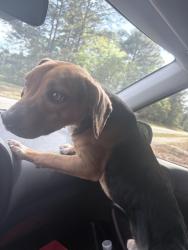 Found/Stray Male Dog last seen Hercules drive near the eagle cdc, Spring Lake, NC 28307