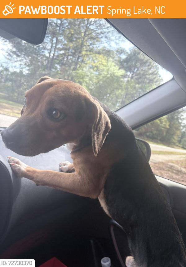 Found/Stray Male Dog last seen Hercules drive near the eagle cdc, Spring Lake, NC 28307