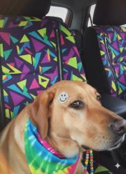 Lost Male Dog last seen Nc hwy 83 and 15-501 maxton nc, Maxton, NC 28364