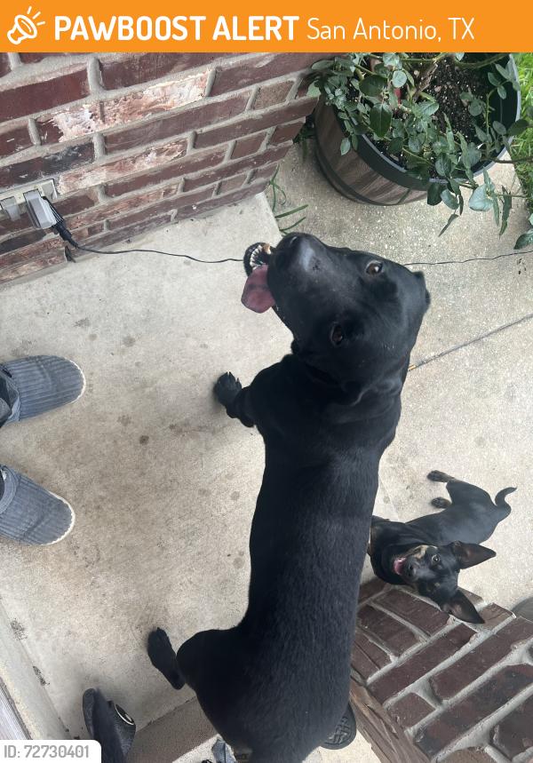 Found/Stray Male Dog last seen Ingram mall, San Antonio, TX 78238