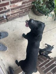 Found/Stray Male Dog last seen Ingram mall, San Antonio, TX 78238