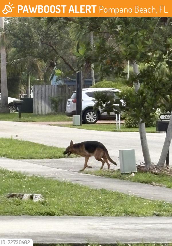 Found/Stray Male Dog last seen NE 15th Ave , Pompano Beach, FL 33060