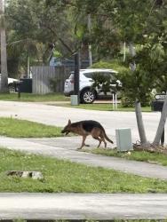 Found/Stray Male Dog last seen NE 15th Ave , Pompano Beach, FL 33060