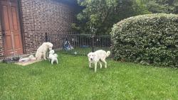 Found/Stray Male Dog last seen Carriage hills x JACOBS reserve blvd, Conroe, TX 77384