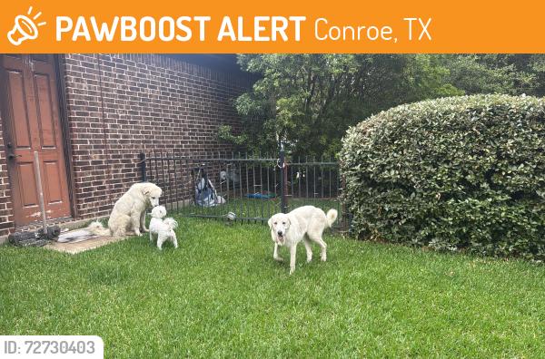 Found/Stray Male Dog last seen Carriage hills x JACOBS reserve blvd, Conroe, TX 77384