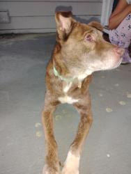 Found/Stray Female Dog last seen Quicktrip next time exit 85 , Atlanta, GA 30340