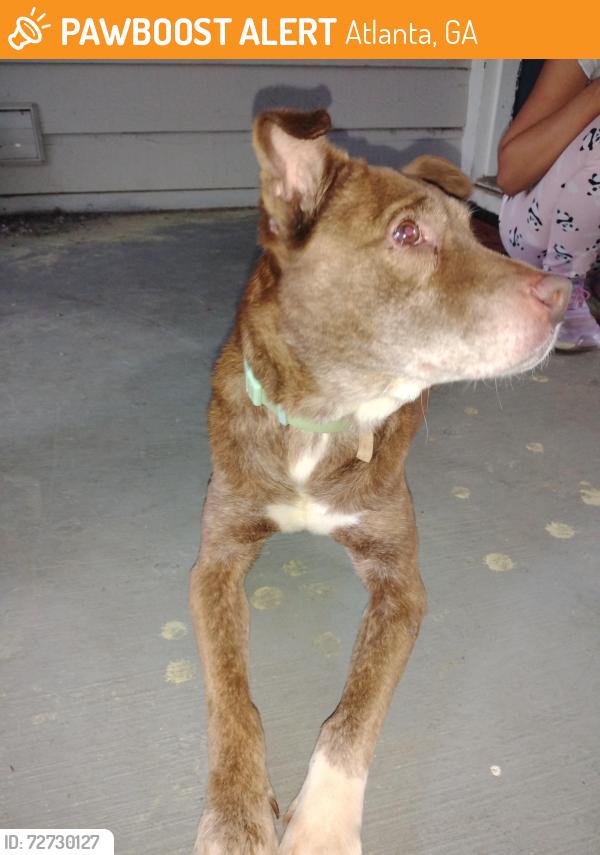 Found/Stray Female Dog last seen Quicktrip next time exit 85 , Atlanta, GA 30340