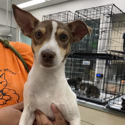 Shelter Stray Unknown Dog last seen , 6621 Westminster Ave, Garden Grove, CA 92844, USA