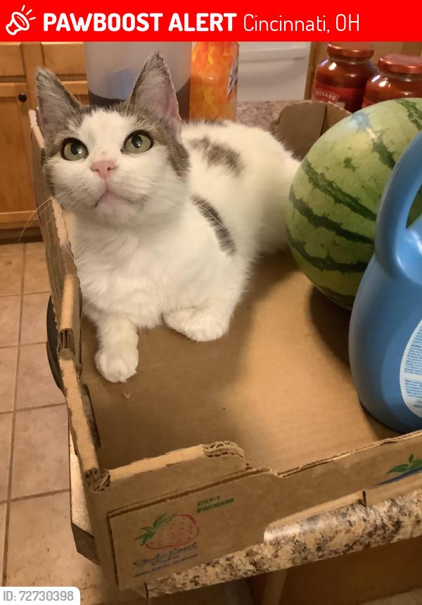 Lost Female Cat last seen Greenhills, OH H Section, Cincinnati, OH 45218