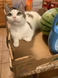 Lost Female Cat last seen Greenhills, OH H Section, Cincinnati, OH 45218
