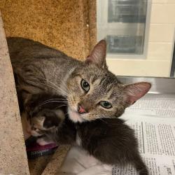 Shelter Stray Female Cat last seen , Memphis, TN 38133