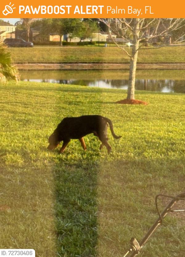 Found/Stray Male Dog last seen Stonebriar Neighborhood in woodline, Palm Bay, FL 32909