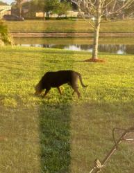 Found/Stray Male Dog last seen Stonebriar Neighborhood in woodline, Palm Bay, FL 32909