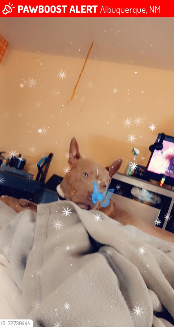 Lost Female Dog last seen Near and osuna, Albuquerque, NM 87107