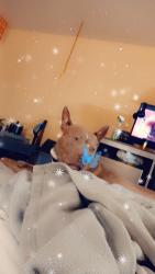 Lost Female Dog last seen Near and osuna, Albuquerque, NM 87107