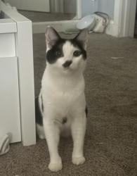Lost Male Cat last seen PCH and oak, Lomita, CA 90717