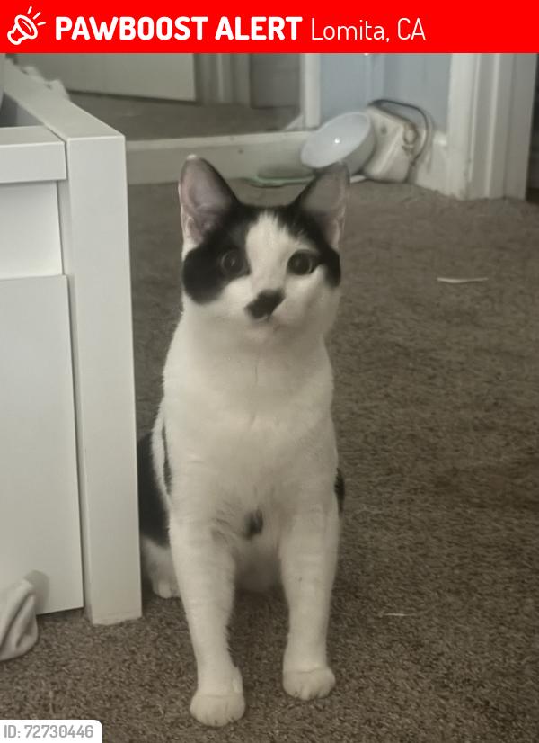 Lost Male Cat last seen PCH and oak, Lomita, CA 90717