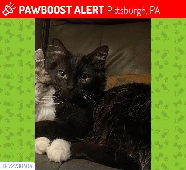 Lost Male Cat last seen Dave's BP, Pittsburgh, PA 15214