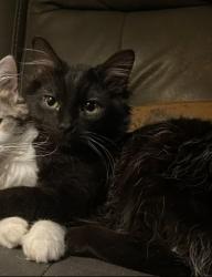 Lost Male Cat last seen Dave's BP, Pittsburgh, PA 15214