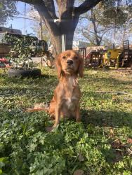 Lost Female Dog last seen locklaine drive pasadena tx, Pasadena, TX 77502