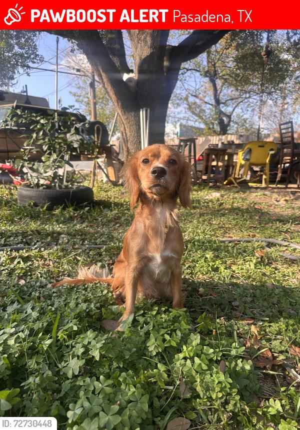 Lost Female Dog last seen locklaine drive pasadena tx, Pasadena, TX 77502