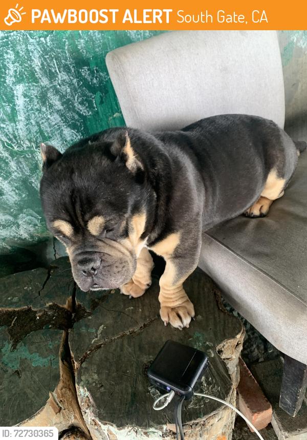 Found/Stray Male Dog last seen Southern , South Gate, CA 90280