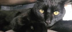 Lost Male Cat last seen Milky way st and desert dreamer, Albuquerque, NM 87114