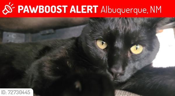 Lost Male Cat last seen Milky way st and desert dreamer, Albuquerque, NM 87114