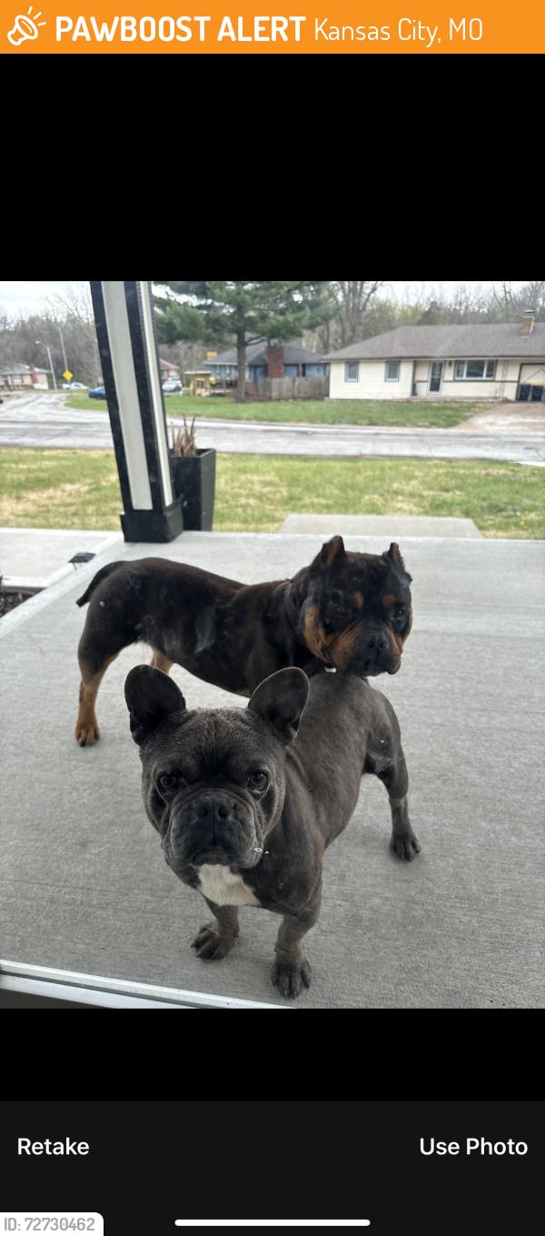 Found/Stray Unknown Dog last seen Neighborhood 100st KCMO 64134, Kansas City, MO 64134
