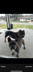Found/Stray Unknown Dog last seen Neighborhood 100st KCMO 64134, Kansas City, MO 64134