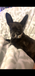 Lost Female Dog last seen North and bethel area , Sanger, CA 93657