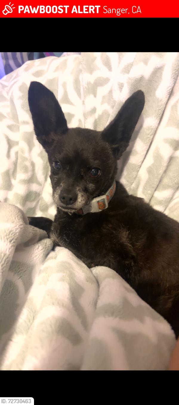 Lost Female Dog last seen North and bethel area , Sanger, CA 93657
