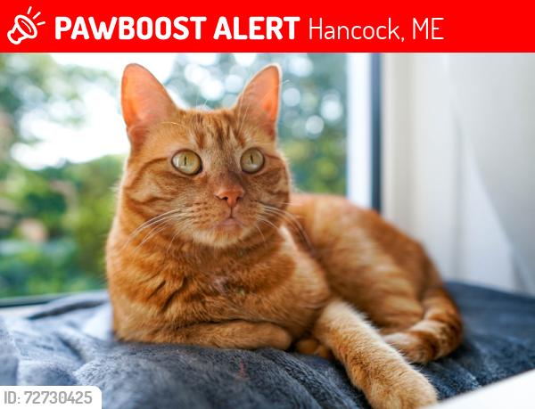 Lost Male Cat last seen Near grant street , Hancock, ME 04640