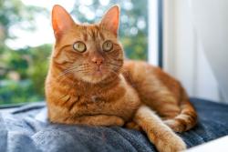 Lost Male Cat last seen Near grant street , Hancock, ME 04640
